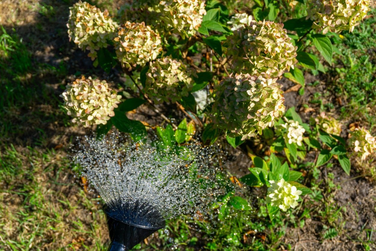 Watering hydrangea