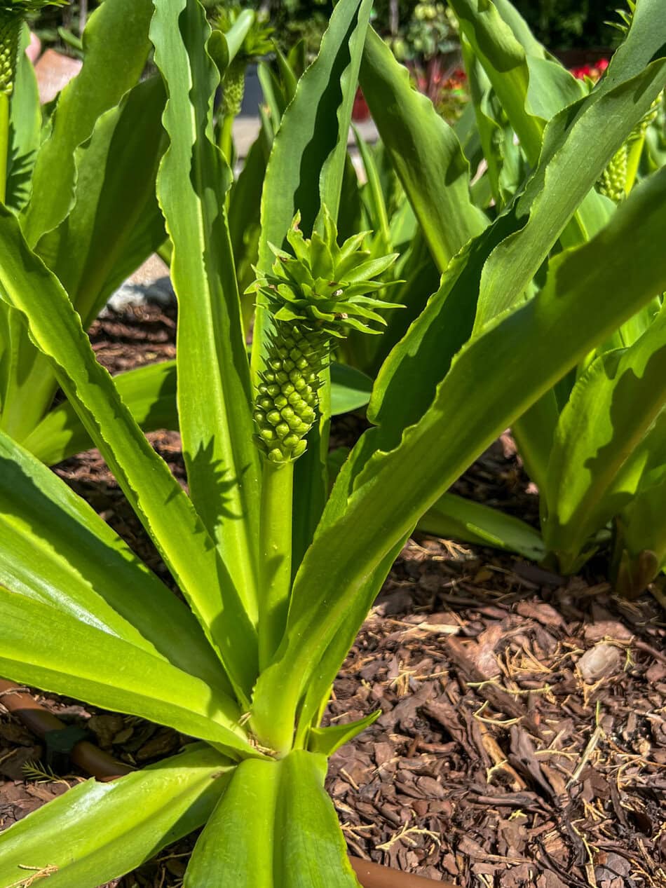 Pineapple Lily