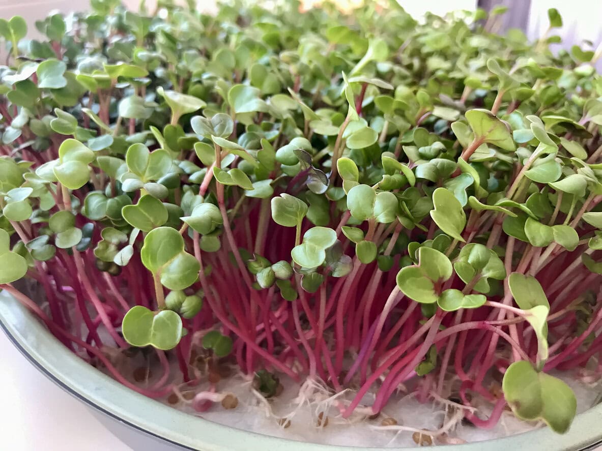 radish microgreens