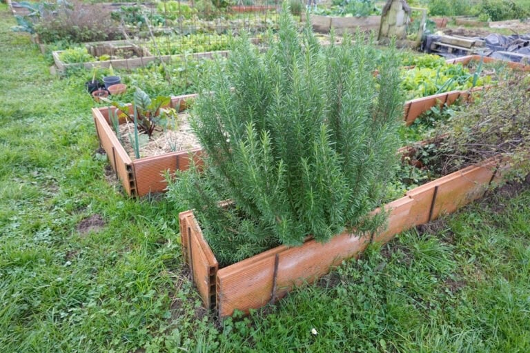 8 Herbs You Can Still Plant in December