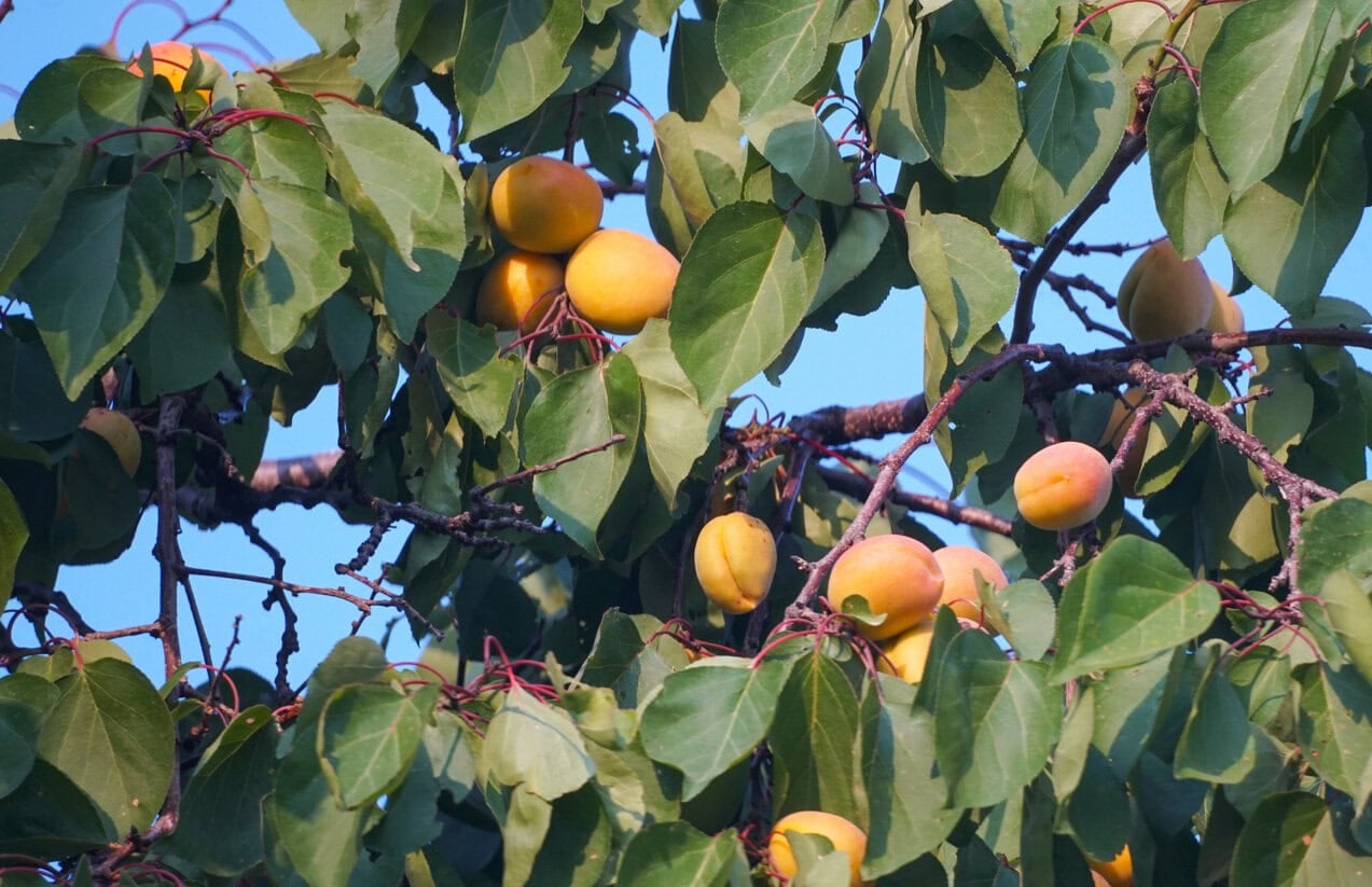 Aprikosenbaum