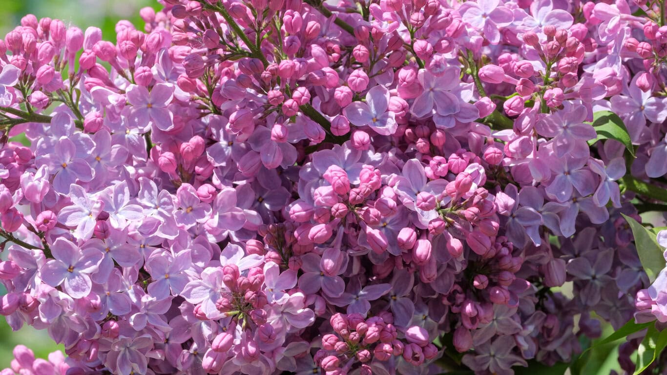 Lilac bush