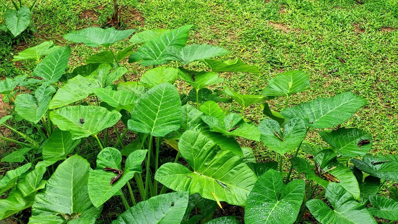 Elephant Ears (Colocasia bulbs)