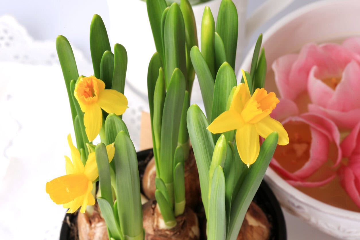 Daffodils