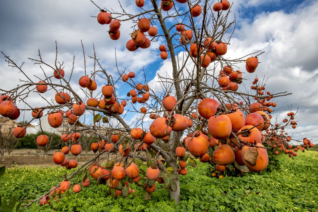 Persimmon tree