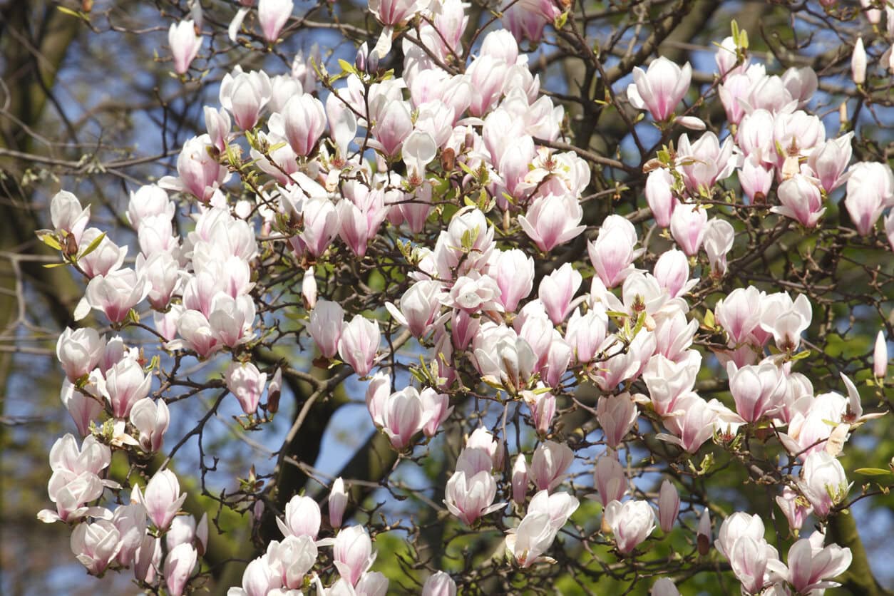 Magnolia blossom on tree branches