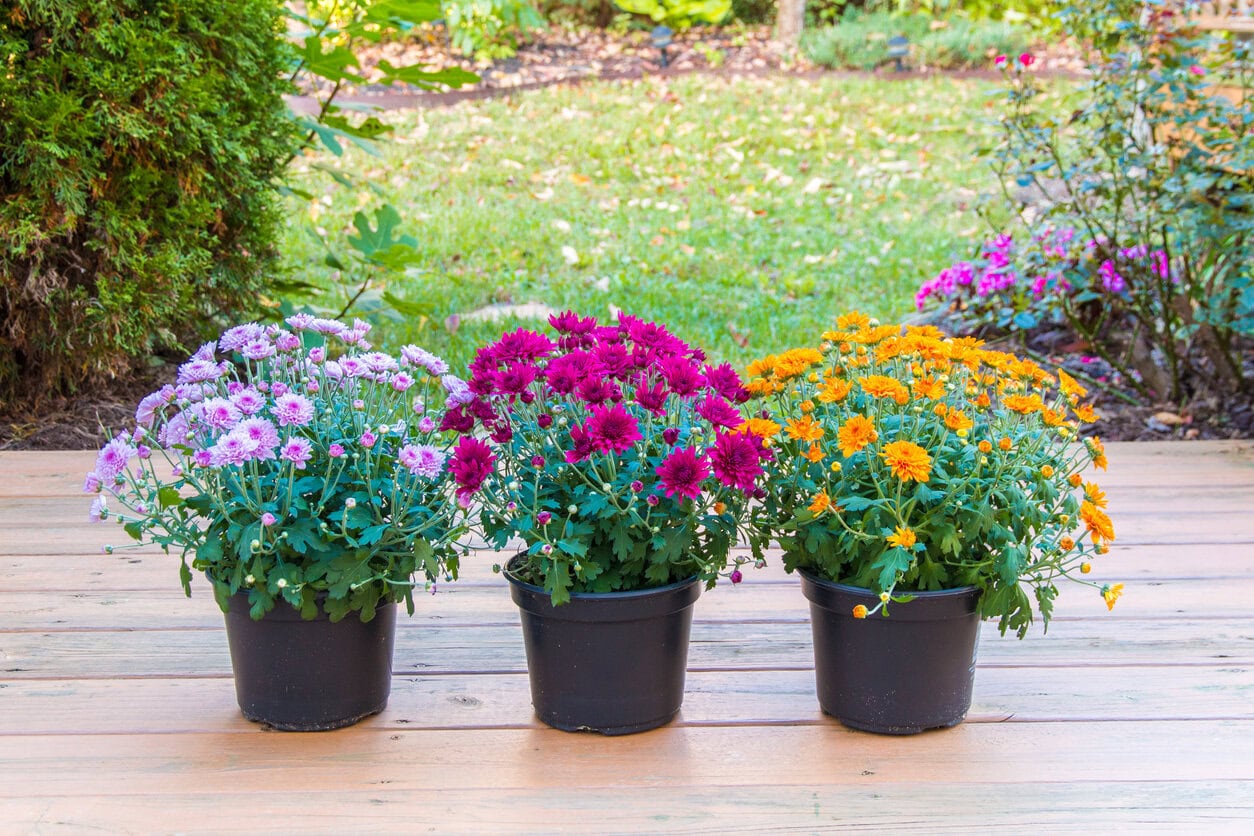 Chrysanthemums