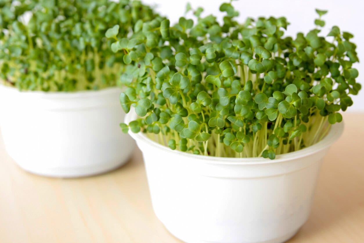 Broccoli microgreens