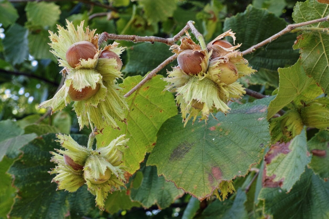 Haselnussbaum