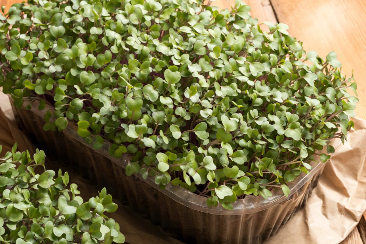 Kale microgreens