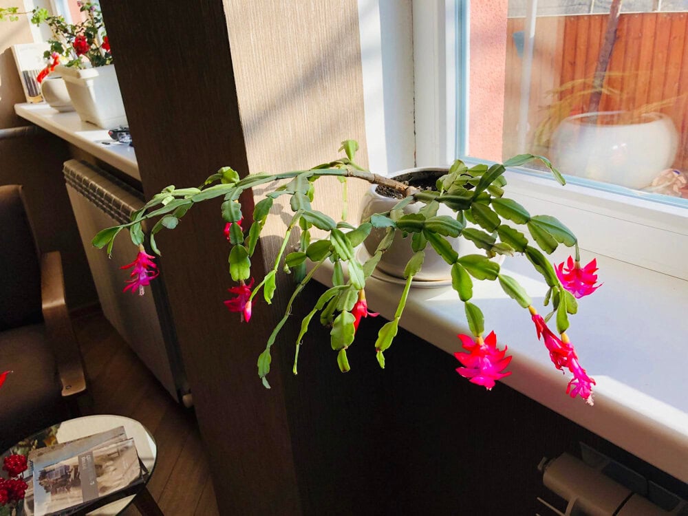 Thin Christmas Cactus