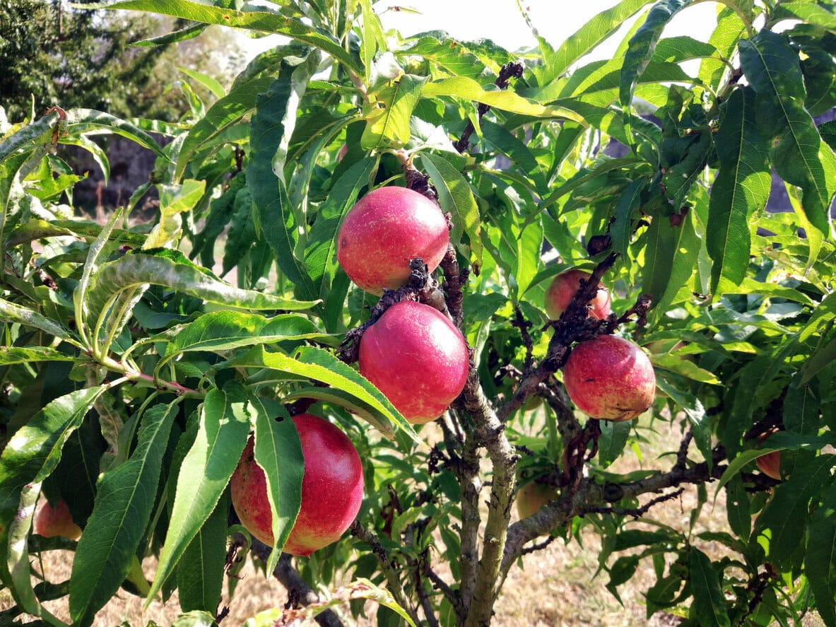 Nectarine Tree