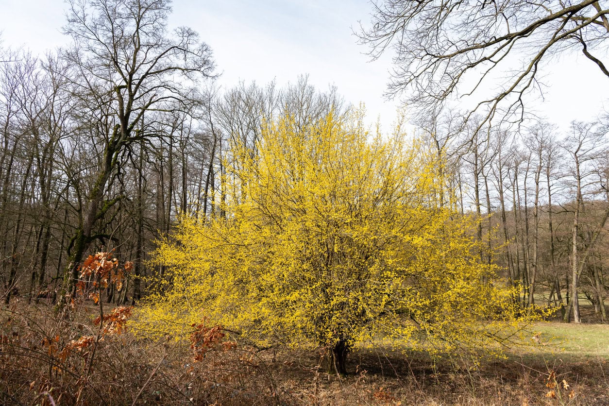 Cornelian Cherry (Cornus mas)