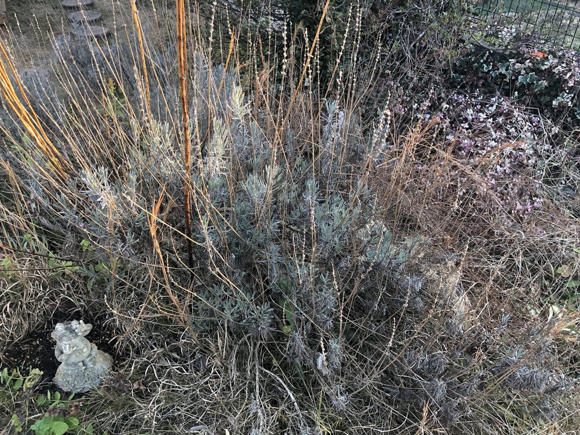 lavender January