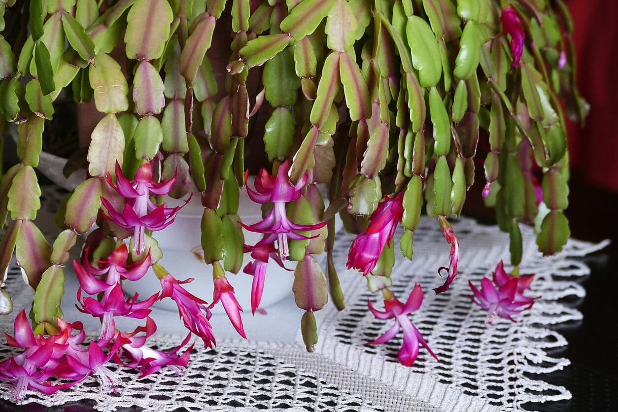 Christmas cactus purple stems