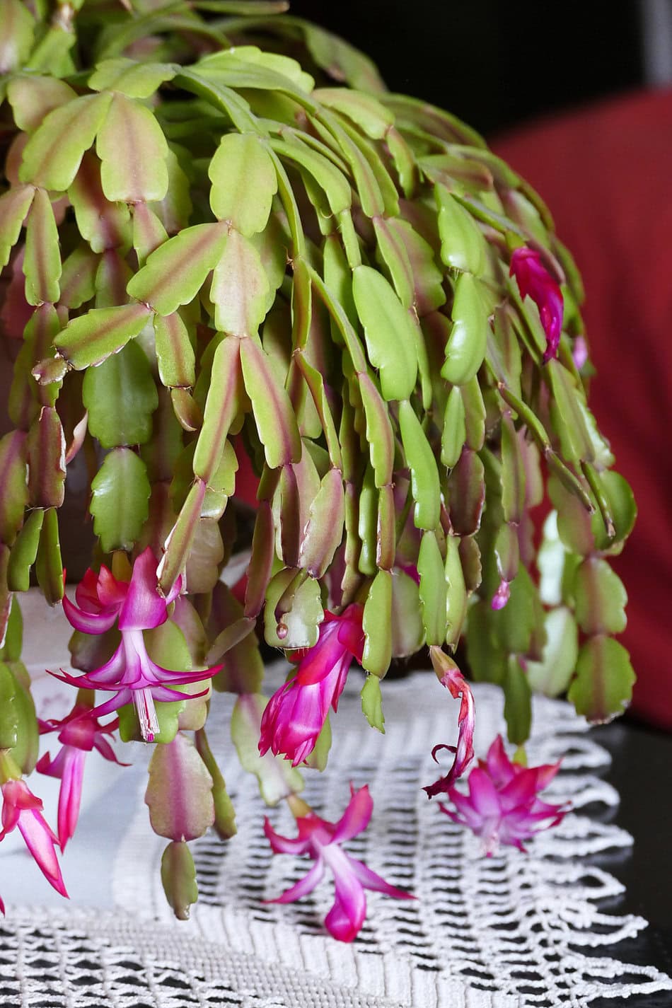 Christmas cactus purple stems