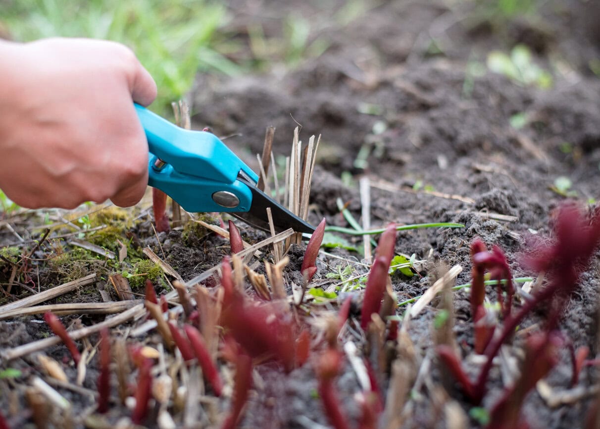Cutting old peony dry branches
