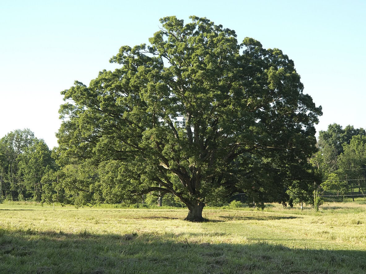 White Oak Tree