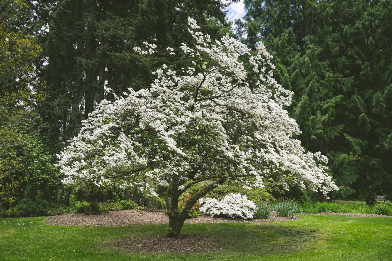 Flowering Dogwood (Cornus florida)
