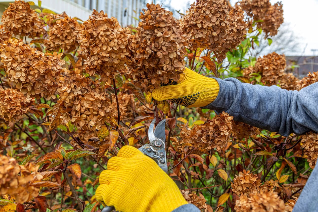 pruning panicle hydrangea