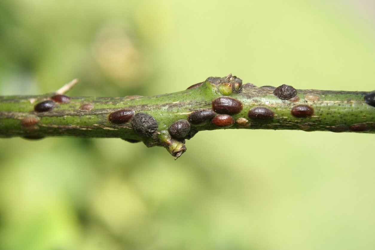 Scale Insects