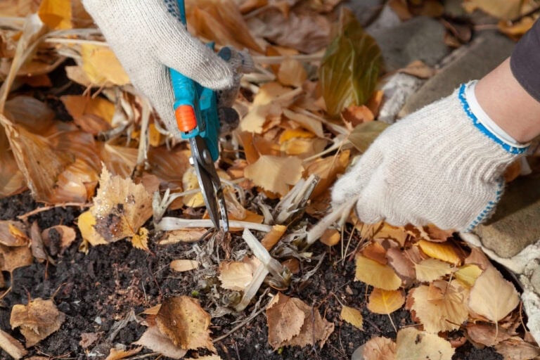 6 Essential Hosta Tasks to Do in February for a Better Spring Start