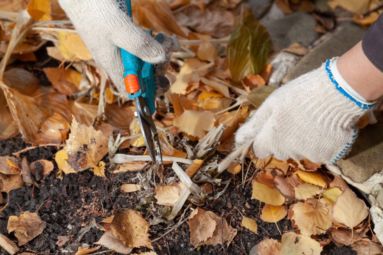 Pruning hosta