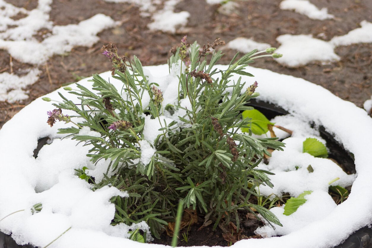 lavender potted