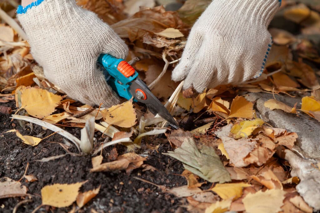 Pruning hosta