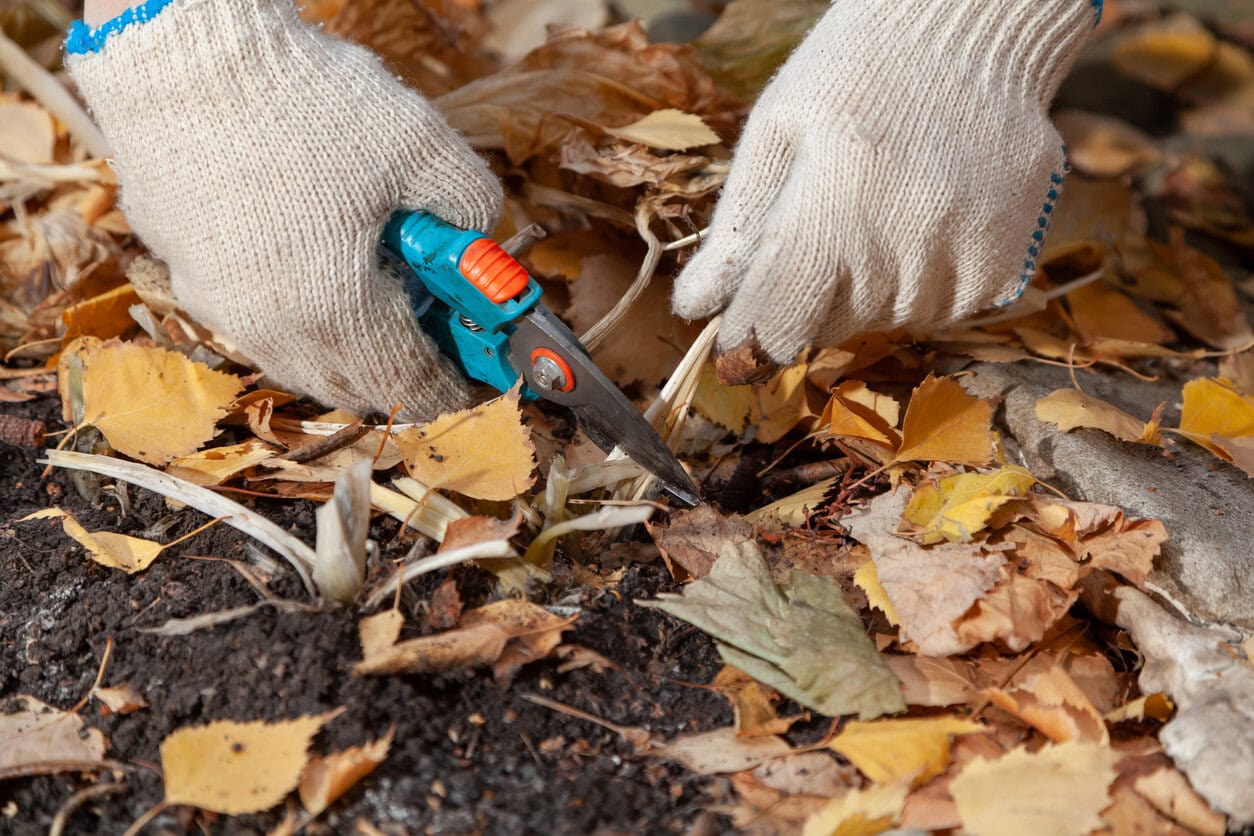 Pruning hosta