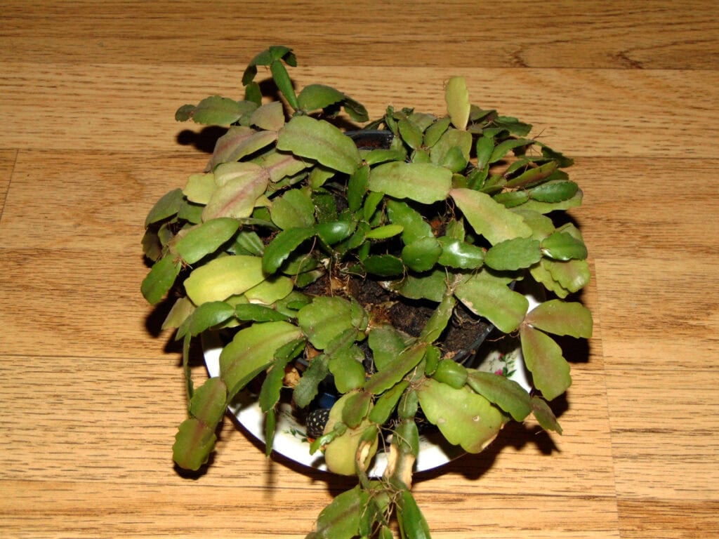 The Best Fertilizer Routine for Christmas Cactus (Month-by-Month Guide)