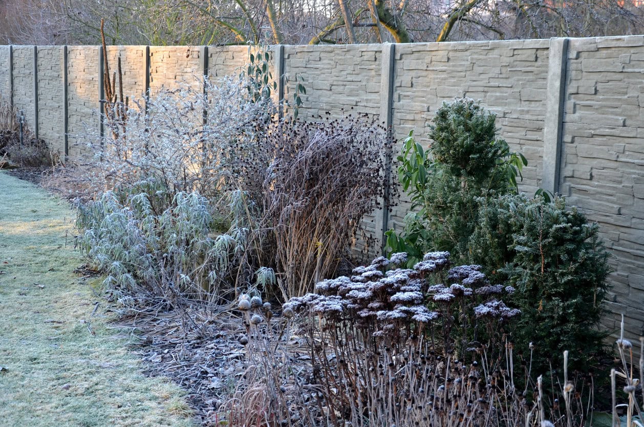 perennial flower beds snow