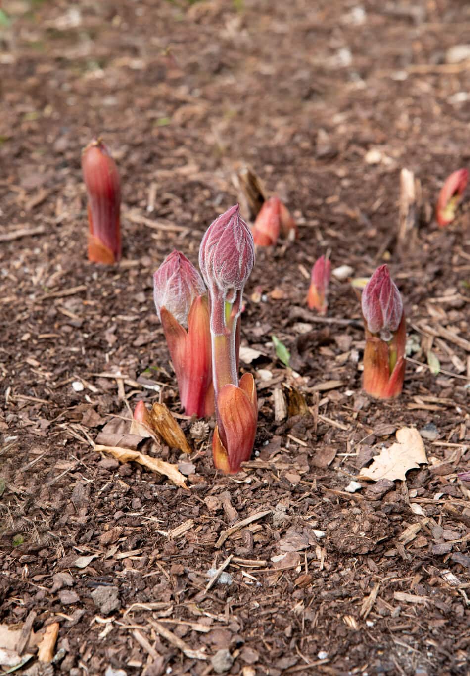 peony shoots