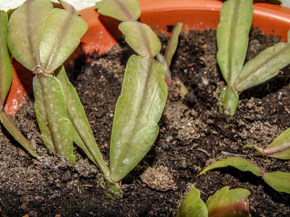 Overfertilized Christmas Catus