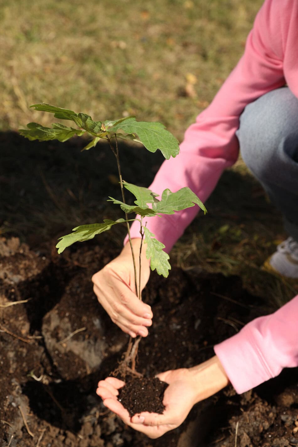 Planting oak tree
