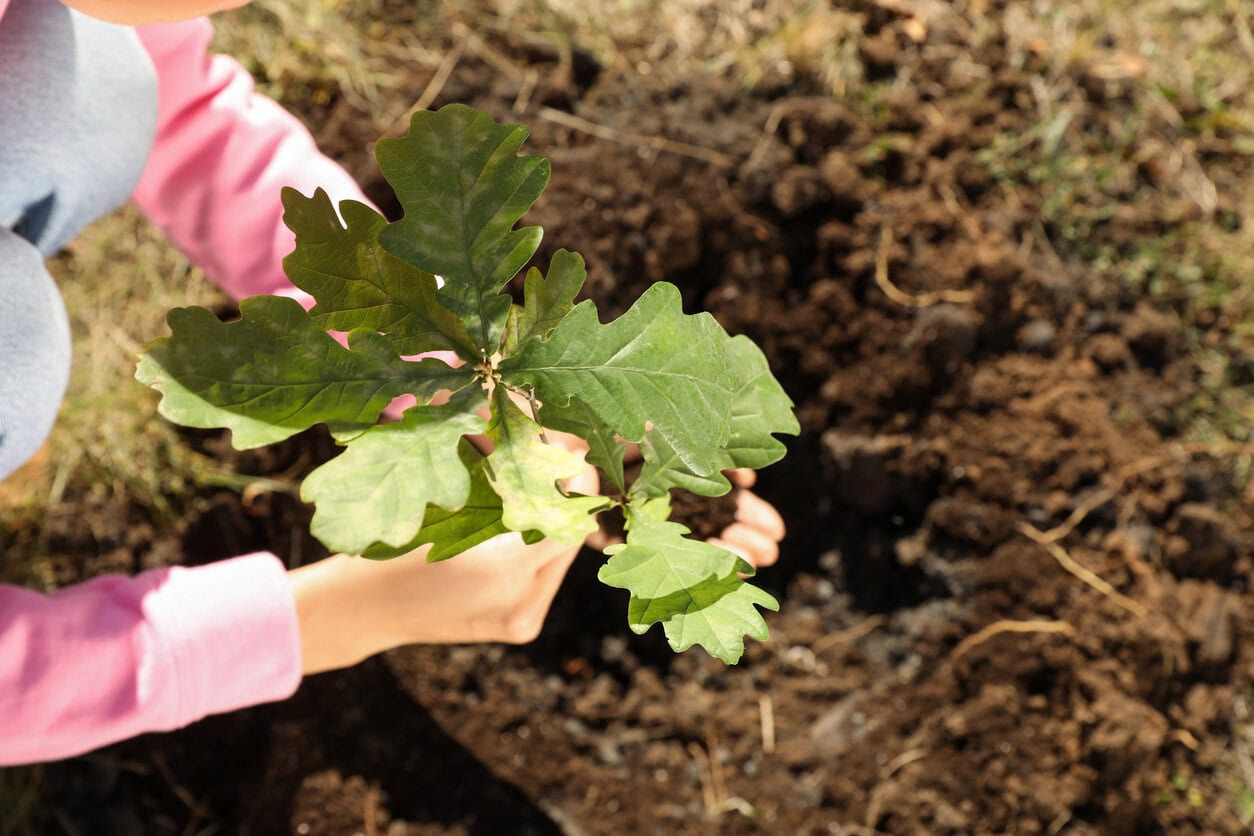 Planting oak tree