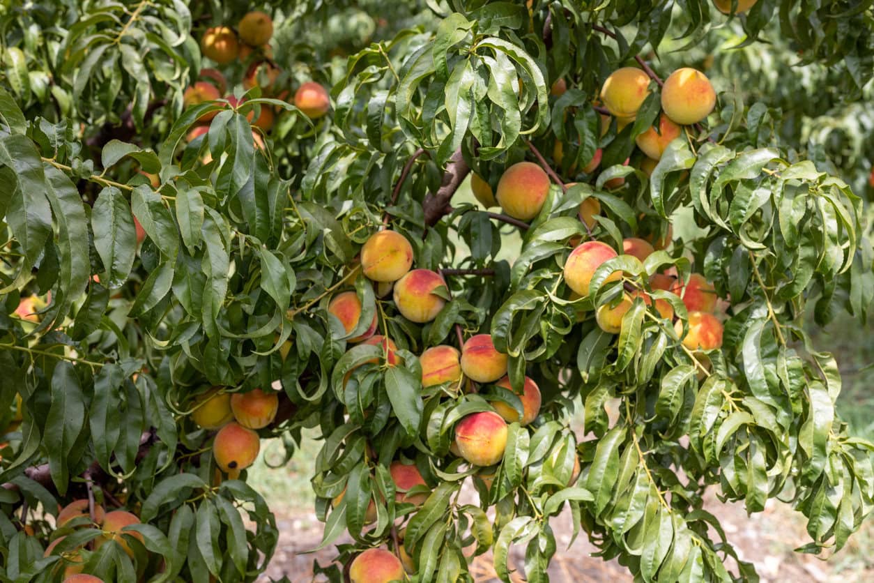 peach tree