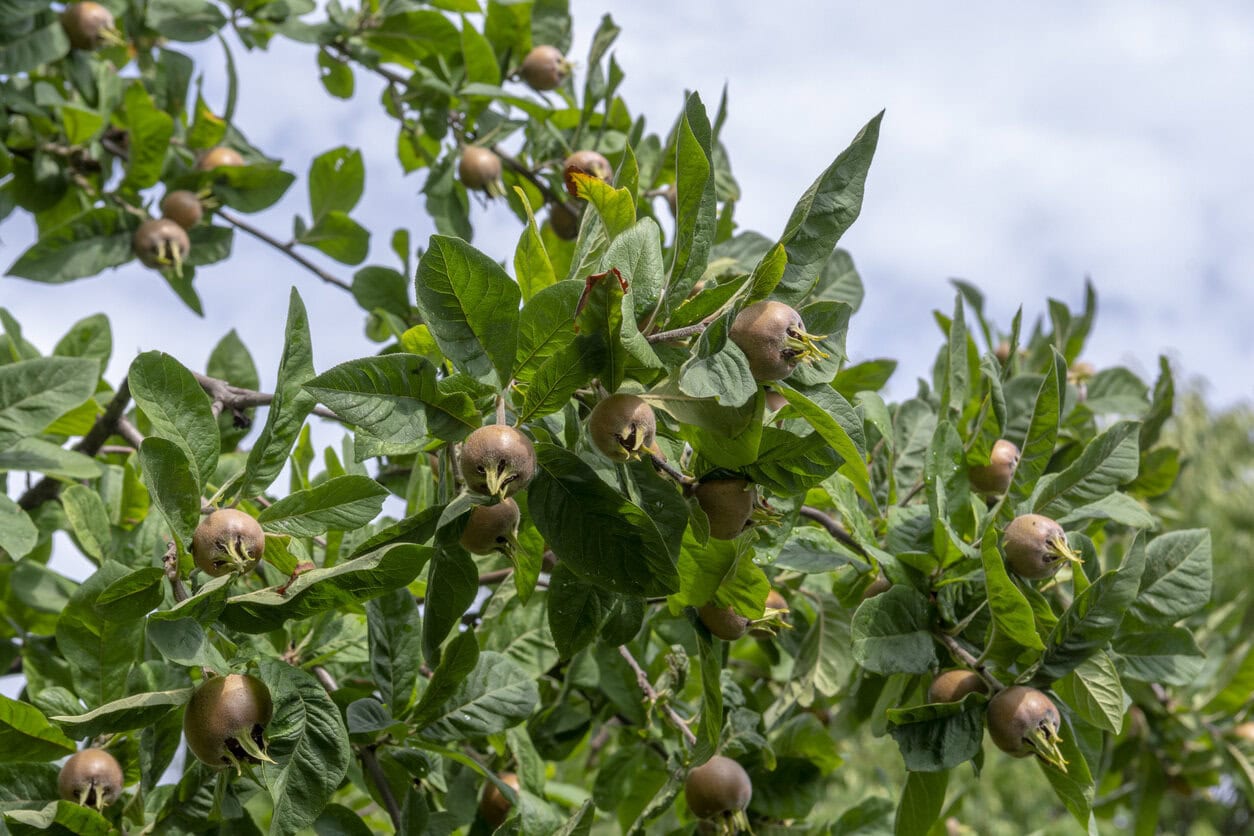 Medlar Tree