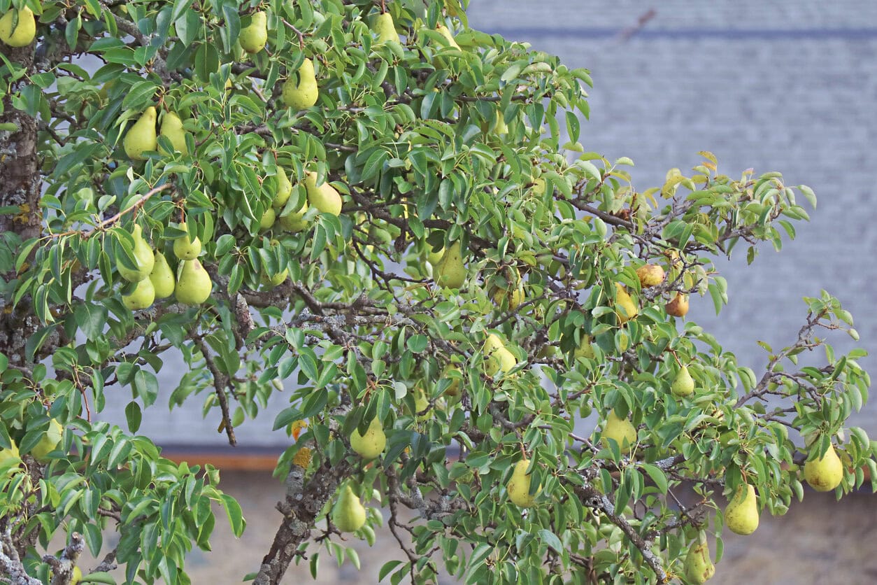 Pear Tree