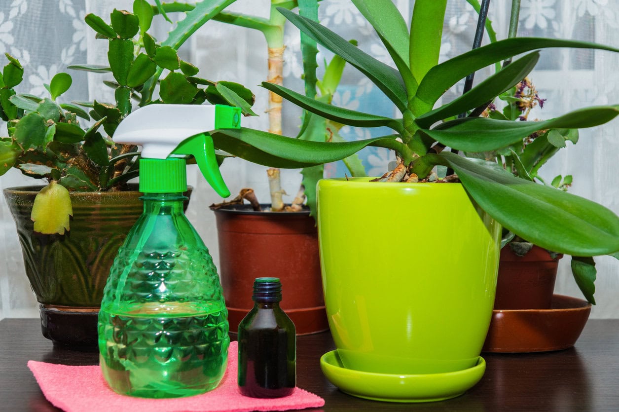 Fertilizing and watering orchid