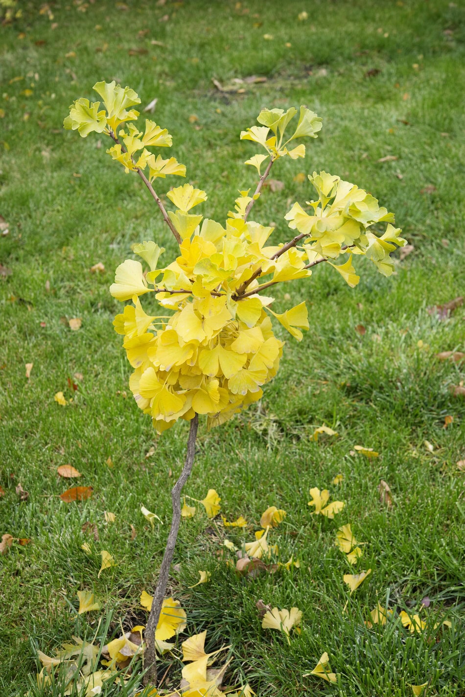 Ginkgo biloba tree