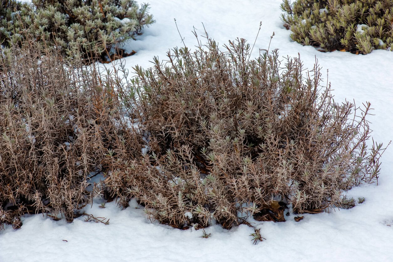 Lavender bush in winter