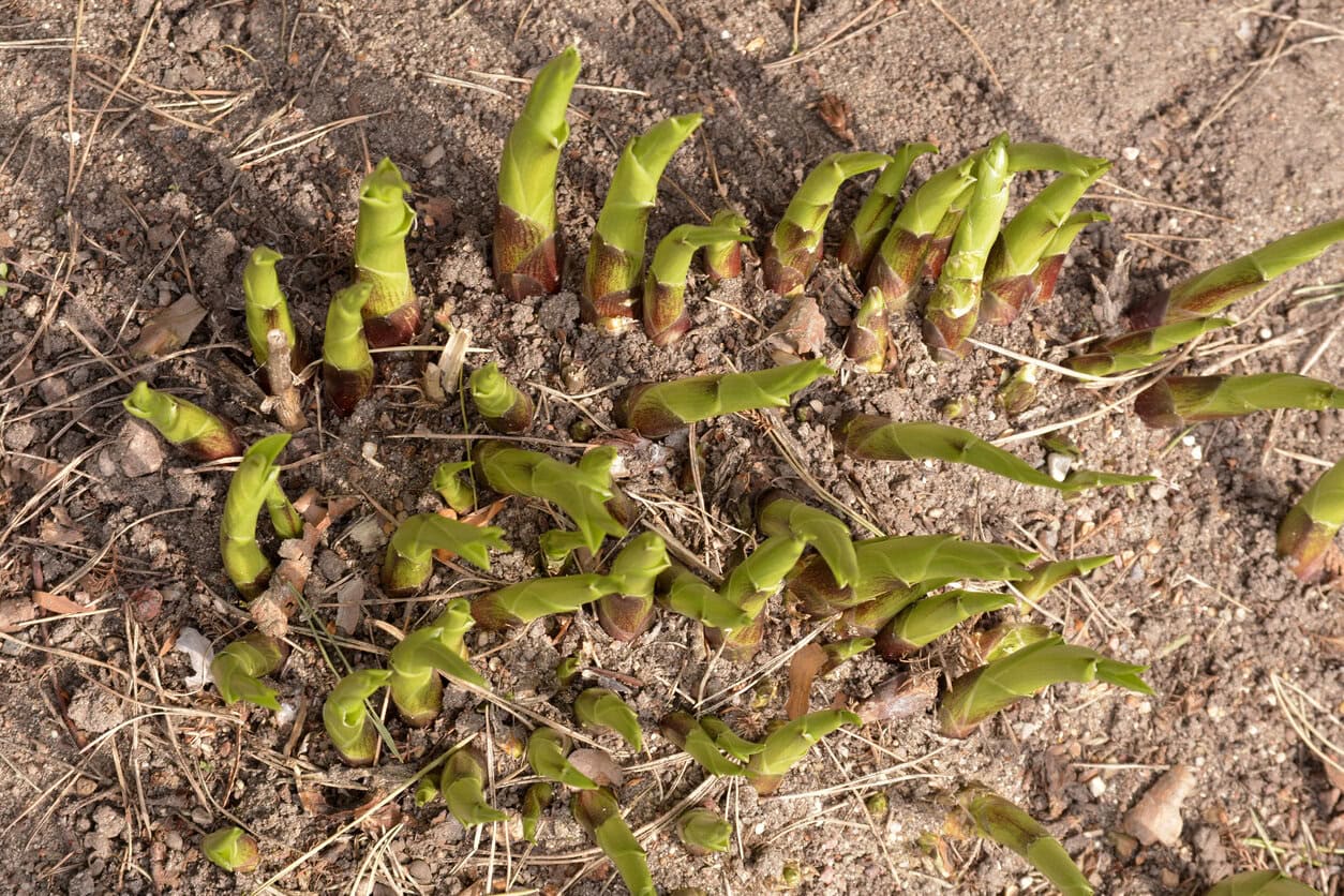 mulched hosta shoots