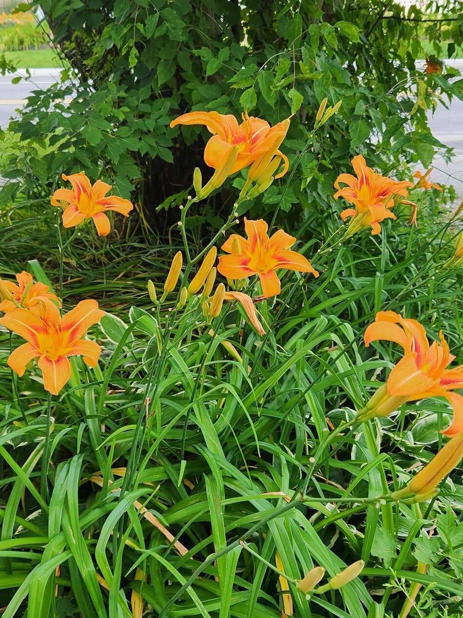 Daylilies