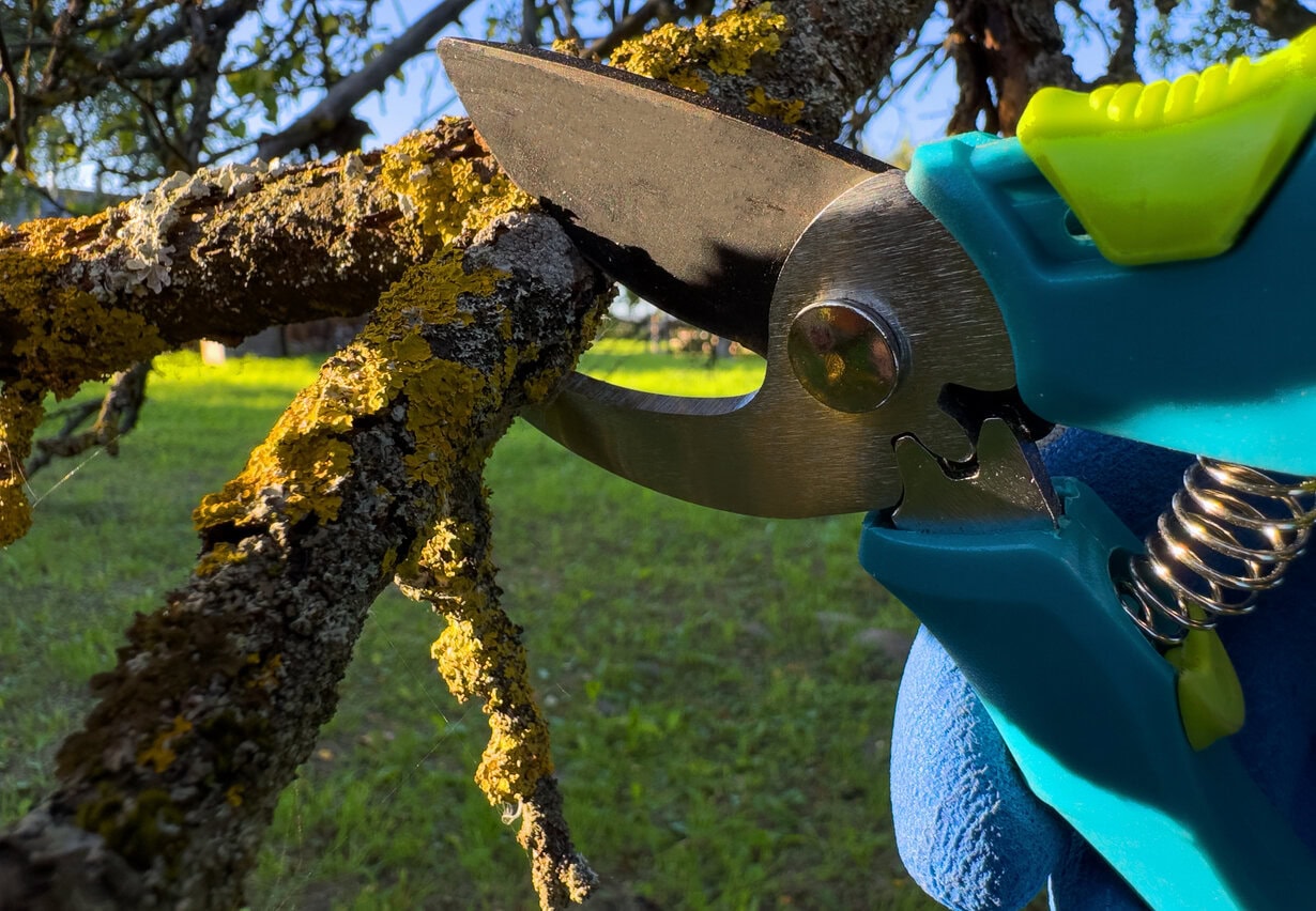 pruning apple tree