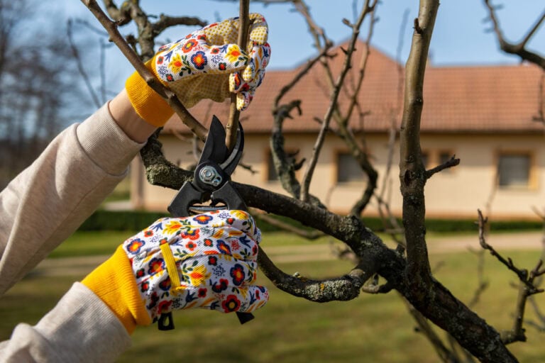 11 Fruit Trees You Can Prune in Late February