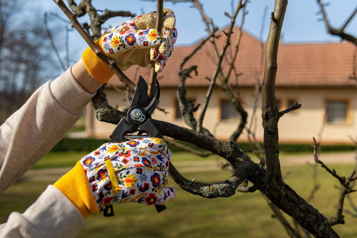 pruning apple tree