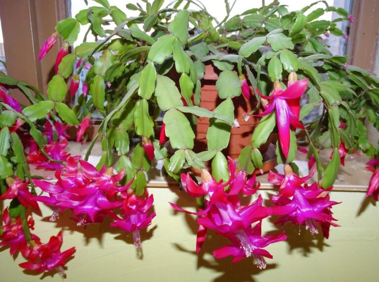 Where to Put a Christmas Cactus for Maximum Blooms