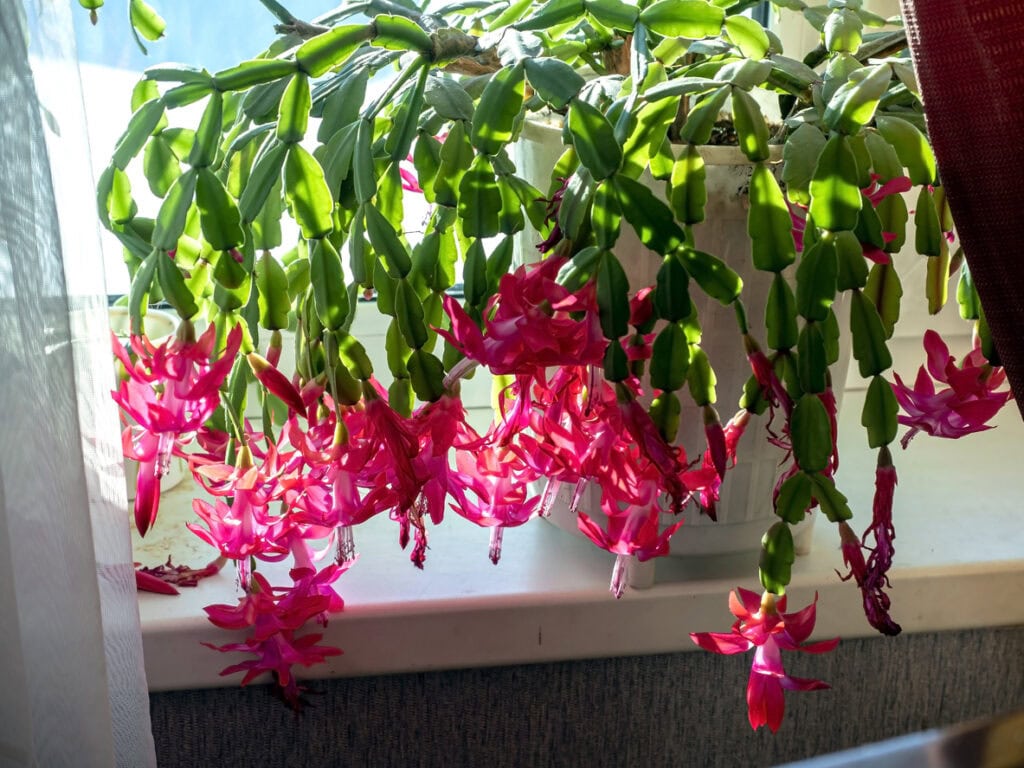 The Best Fertilizer Routine for Christmas Cactus (Month-by-Month Guide)