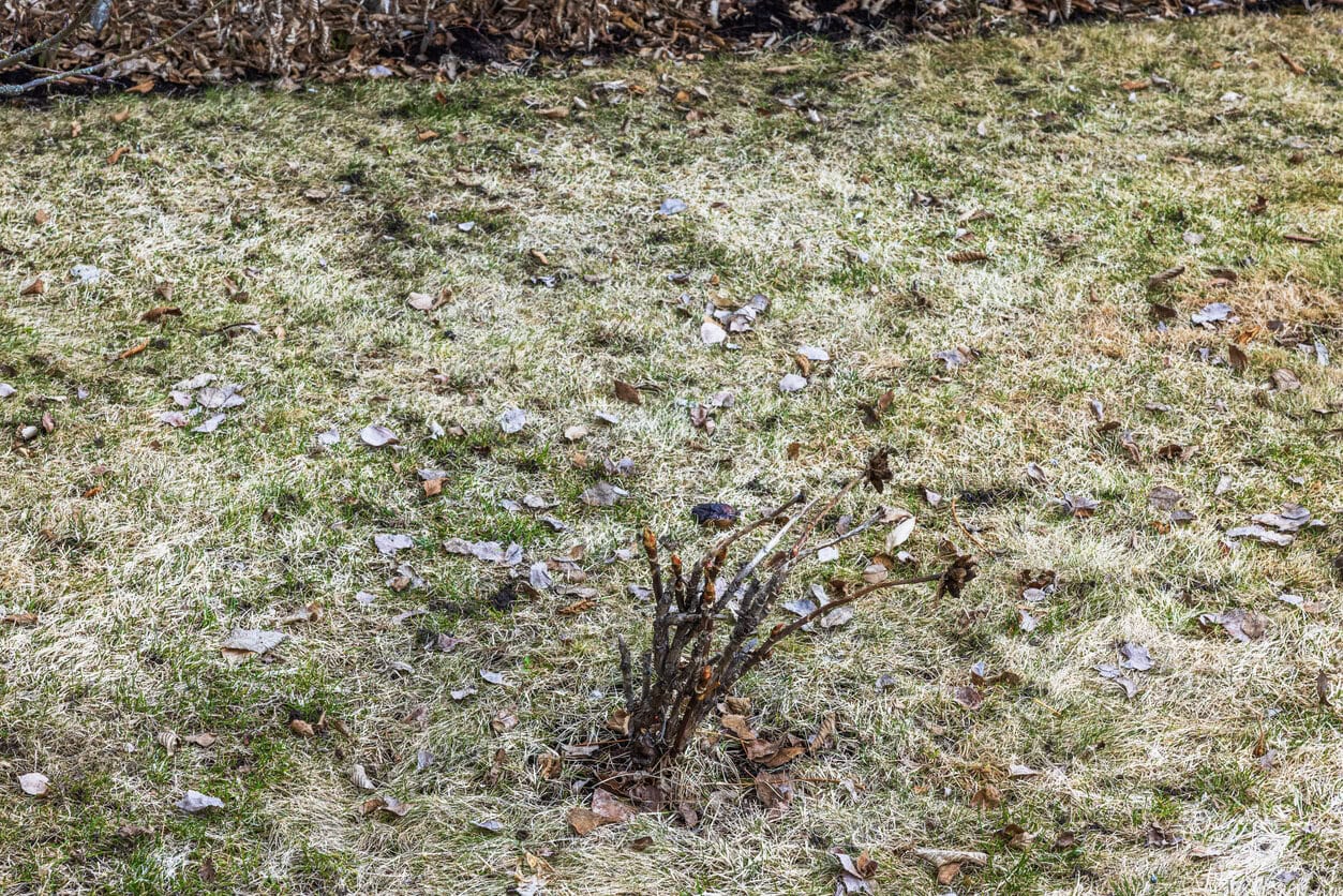 tree peony bush
